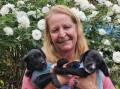 The 12 puppies are currently being fostered by Debbie Cody at Carry Me Home rescue. Picture by Reidun Berntsen.