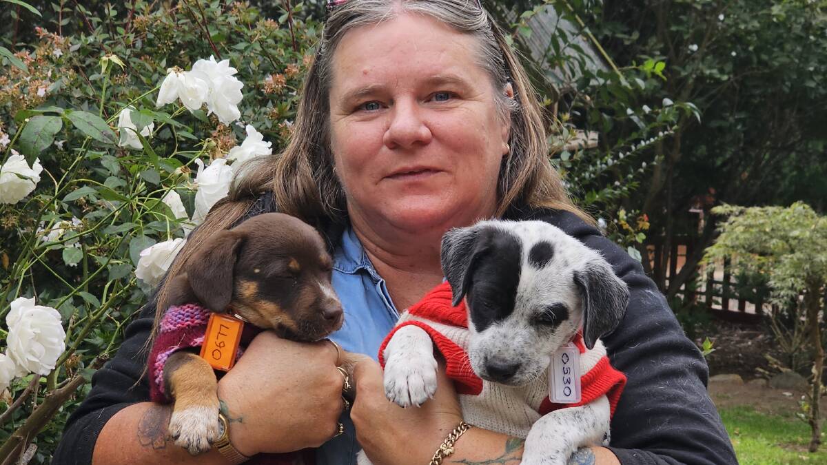 Pat Osborn of Guardian Angels Animal Rescue with two of the 12 puppies. Picture by Reidun Berntsen. 