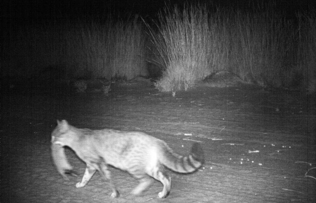 Feral cats are behind two-thirds of native mammal extinctions in Australia. Photo by Michael Wysong. 