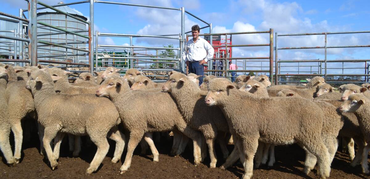 ON THE MOVE: The Lagoon farmer Dan Owens, with some of his stock that is being readied for restocking. Photo: BRADLEY JURD