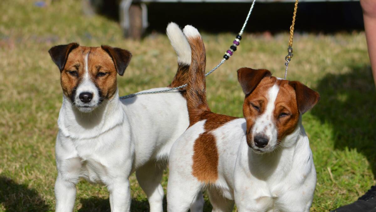 Pooches chasing title of top dog