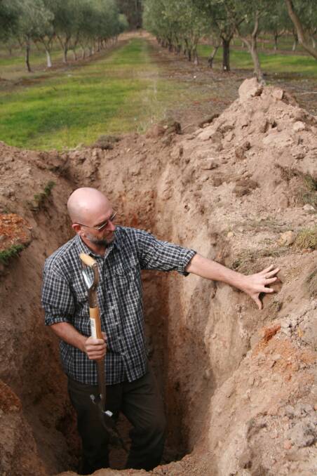 Repair and prevention: David Hardwick in a soil pit dug to look at the soil structure in the olive grove indicated a layer of compacted soil.