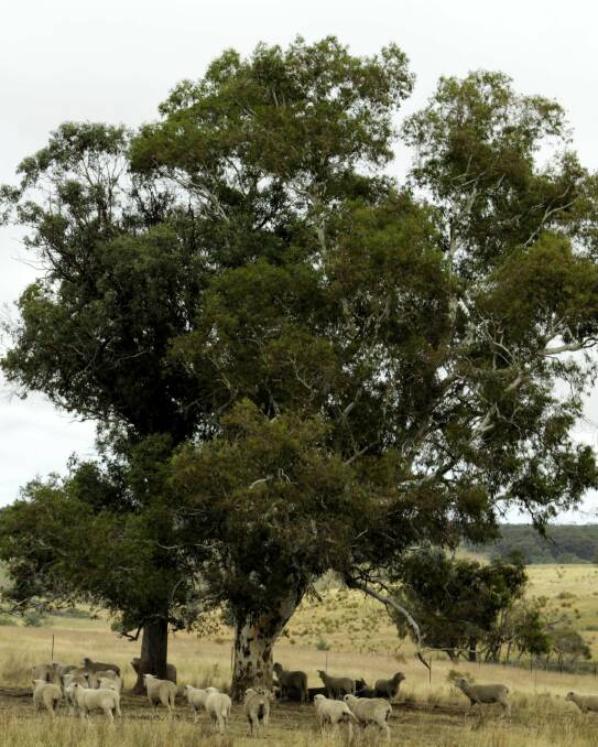 Standing Tall: Paddock trees have many production benefits including providing shade and shelter to livestock.