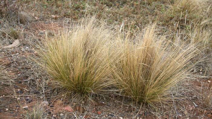 Wrangling Weeds: Serrated-tussock pictured. Both species are, unfortunately, common, and have adaptations for wind dispersal, but can also be spread by water, contaminated fodder, animals and vehicles.