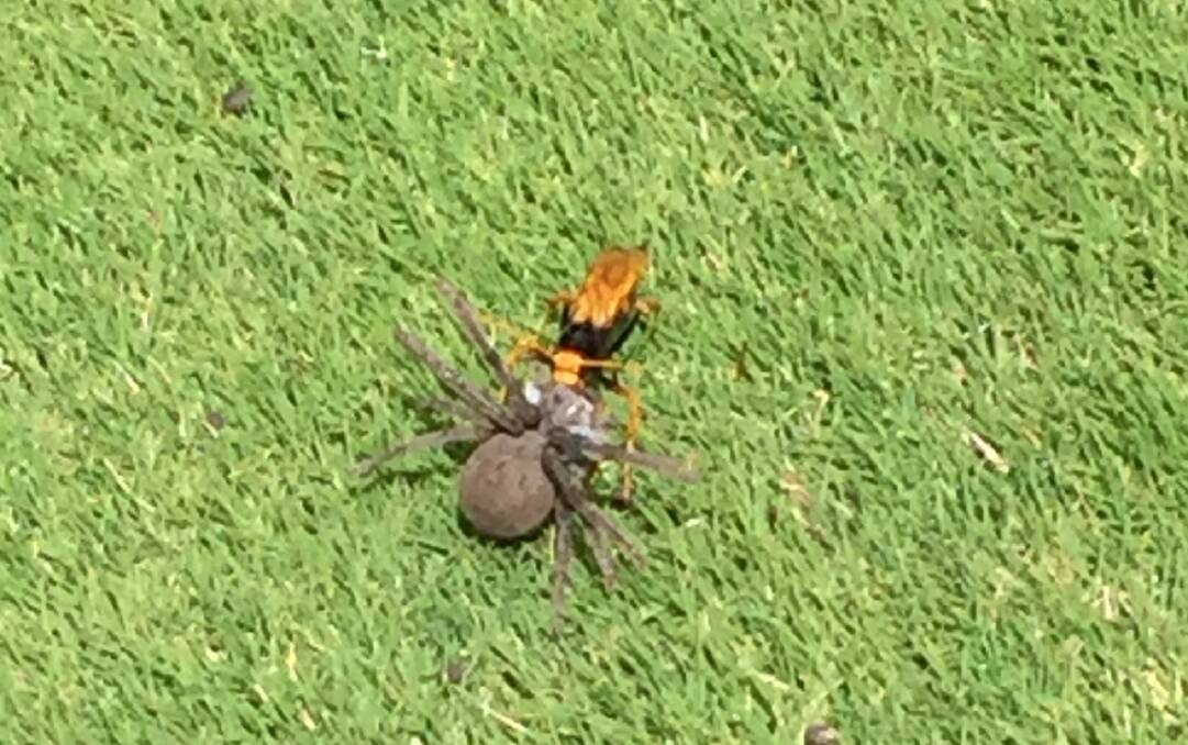 GOT YA!: The wasp claims the spoils of its win, dragging the dead spider across the fairway at Duntryleague Golf Club. Photo: ONE TERRIFIED GOLFER