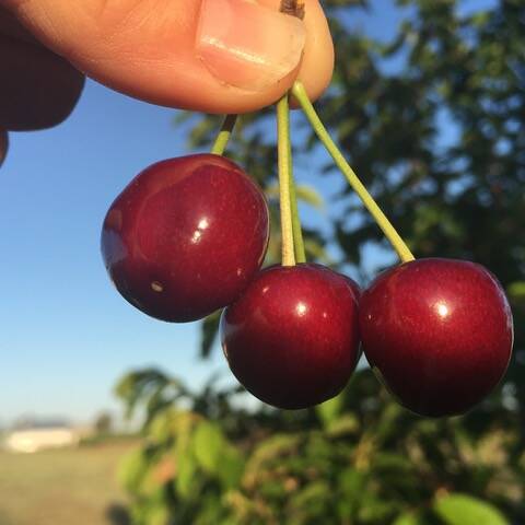 Early birds get the best cherries!