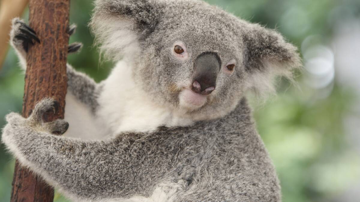 Koala mutilation ‘disturbing’, say police