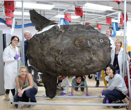 HIDDEN HISTORY:  Conservators at the British Museum of Natural History with the giant sunfish.   Photo: Natural History Museum. 