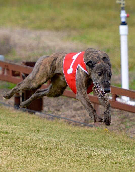 The NSW State Government's ban on greyhound racing has divided opinion. 