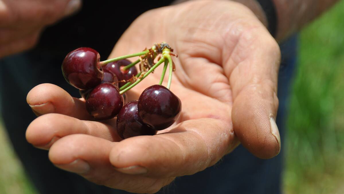 Cherries are in season this month in Mudgee. 