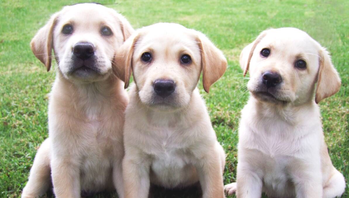 In training:   Visitors to Sculptures in the Garden in October can meet labrador puppies and find out how they will become guide dogs. 