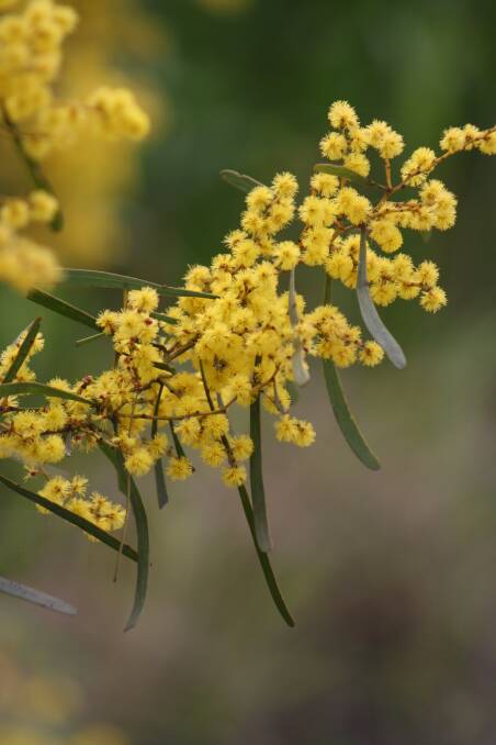 Wattle is the floral emblem of Australia. 