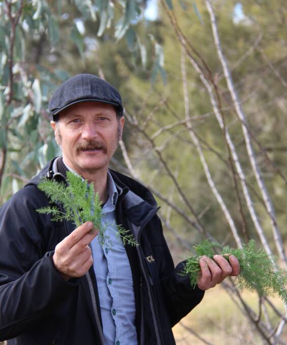 EDIBLE: Diego Bonetto with wild fennel found in Lawson Park during his walk with Watershed Landcare members on Sunday. 