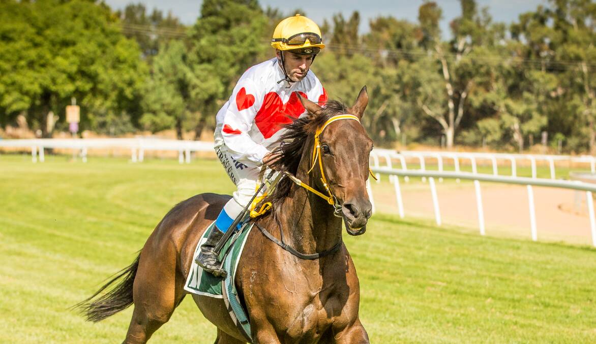 ON A WINNER ... MAYBE: Ophaeo Rose has run in 33 races across the state and hasn't managed a win or a place in any of those. Photo: SARSFIELD THOROUGHBREDS 
