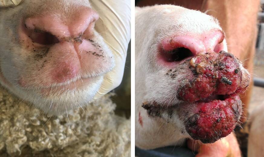 DESEASE: Two cases of Scabby Mouth in sheep - mild (left) and severe (right).