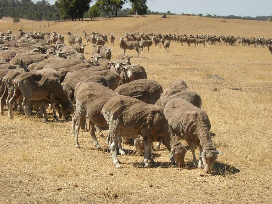 PLAN NOW: With continuing dry conditions, supplementary feeding may be necessary for many producers. Photo: agric.wa.gov.au