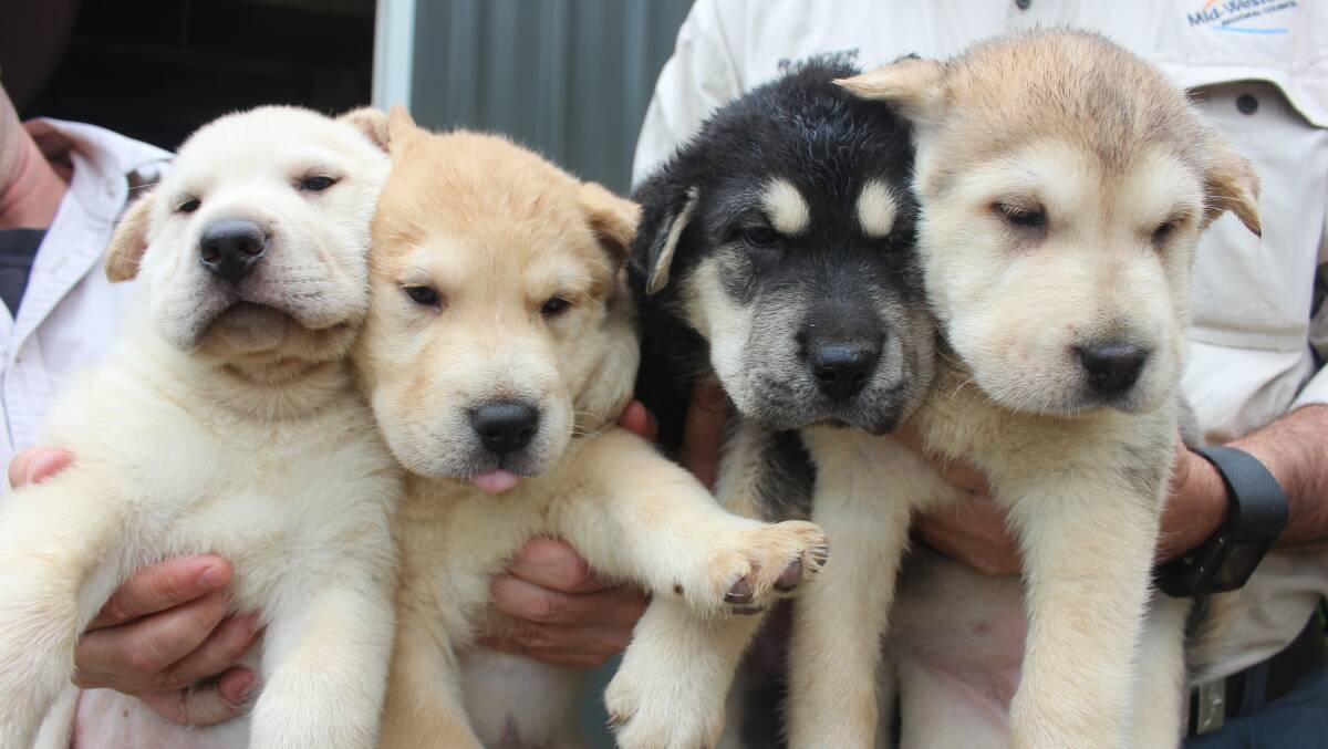 PUPPY LOVE: Husky cross Shar Pei pups available at the Mid-Western Regional Pound.