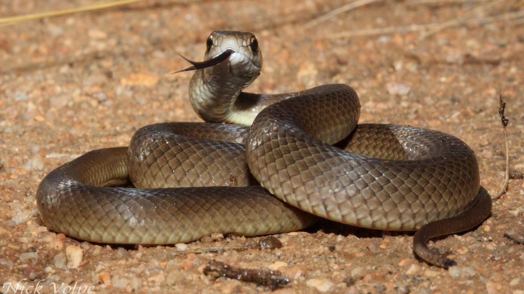 Snakes about as mercury increases