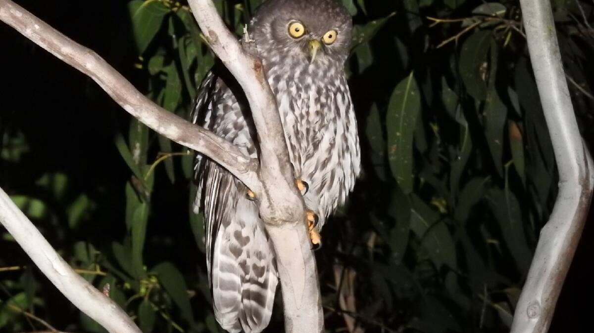 Barking up the right tree to save the barking owl