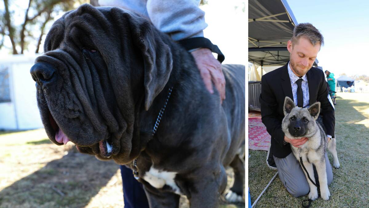 Mudgee dog show: Who let the dogs out? | Photos