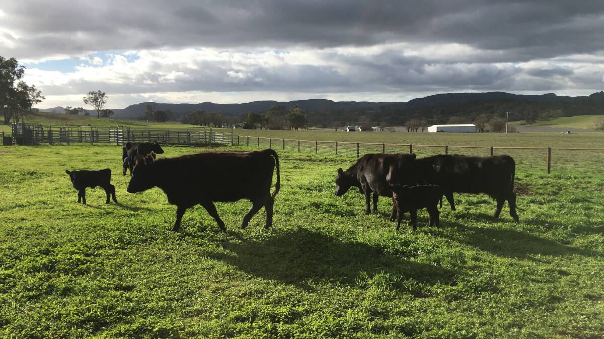 With cattle prices staying strong, maximising reproductive performance pays more than ever.