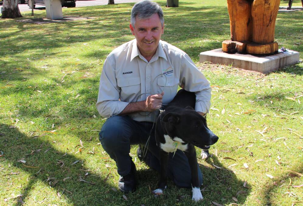 Ranger Chris Burns with Boof, who's currently available for adoption at Mudgee pound.