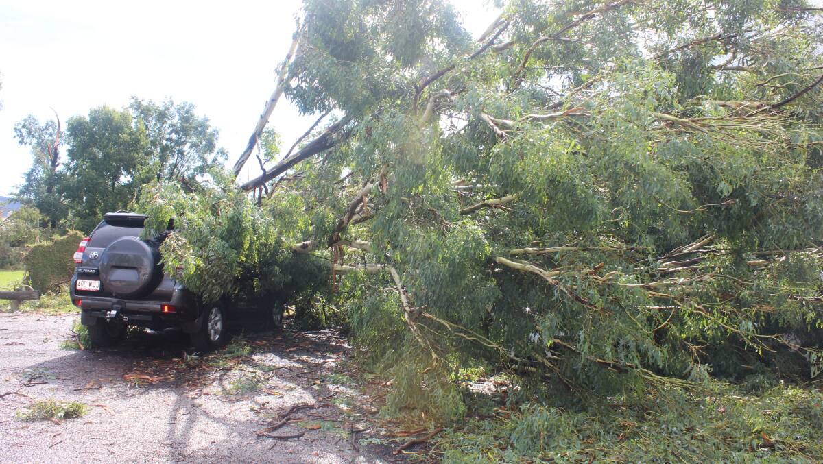 STORM: A number of cars were struck by the uprooted tree.
