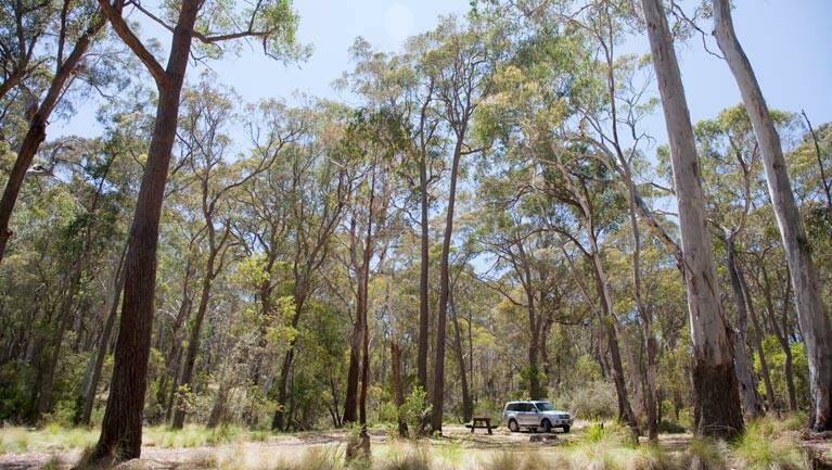 STILL OPEN: The Coxs Creek camping areas (pictured) is not affected by the seasonal closure of the eastern side of Coolah Tops National Park to vehicles. Photo: Nick Cubbin NSW Government.