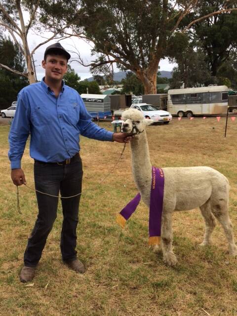 BEST IN SHOW: Jake Wakeling with his Supreme Champion Alpaca, his stud Lemar Park also took the Supreme Champion Suri award in the fleece competition.