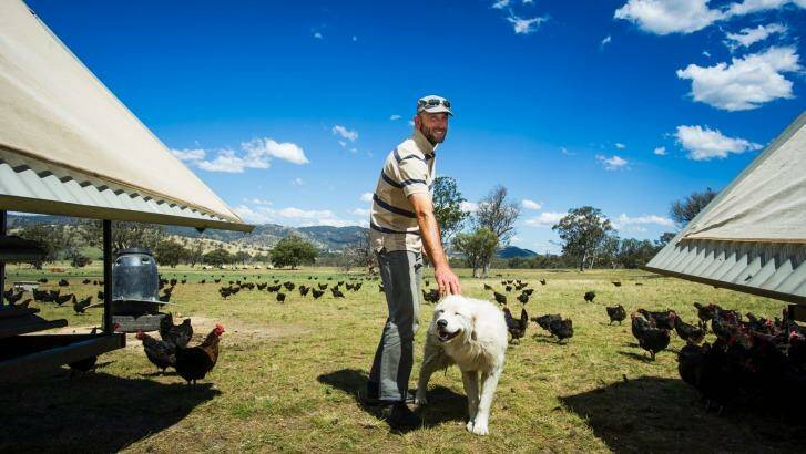 Chicken farmer Bruce Gibbs with one of his eight Maremma dogs. Photo: Elesa Kurtz