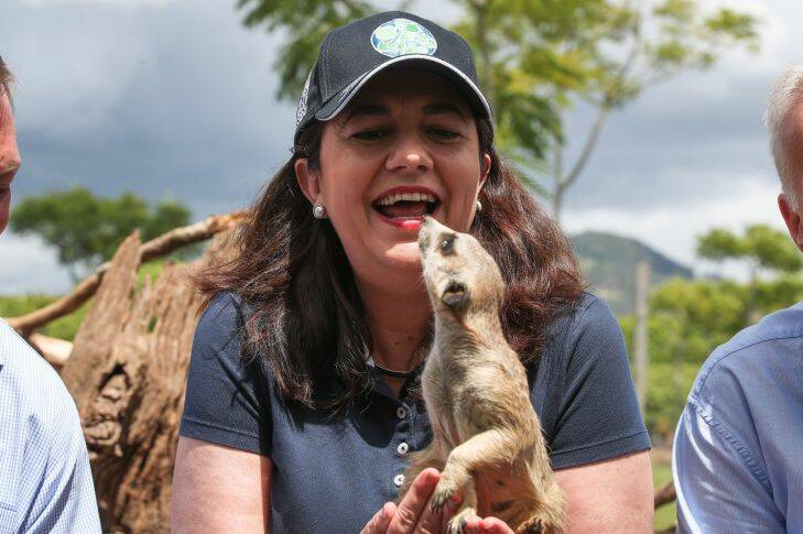 Queensland Premier Annastacia Palaszczuk gets to feed meerkats  during a visit to Australia Zoo on the Sunshine Coast during the Queensland state election on Thursday 23 November 2017. fedpol Photo: Alex Ellinghausen
