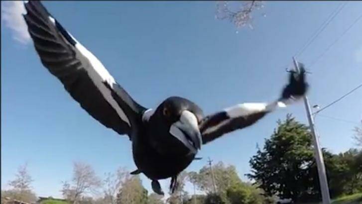 The EHP allow for a relocation process where swooping magpies pose a direct threat to groups of young or old or have the ability to cause serious injury. Photo: Screenshot