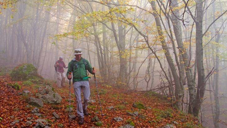 Hiking through mist in the beech forests of Pollino National Park. Photo: Andrew Bain