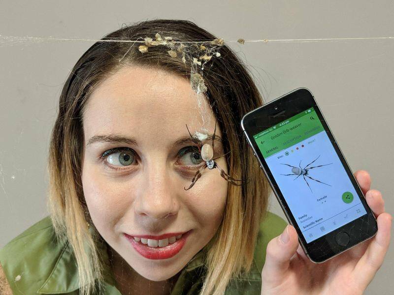 Caitlin Henderson co-developed the Spidentify to identify Australia's commonly encountered spiders.