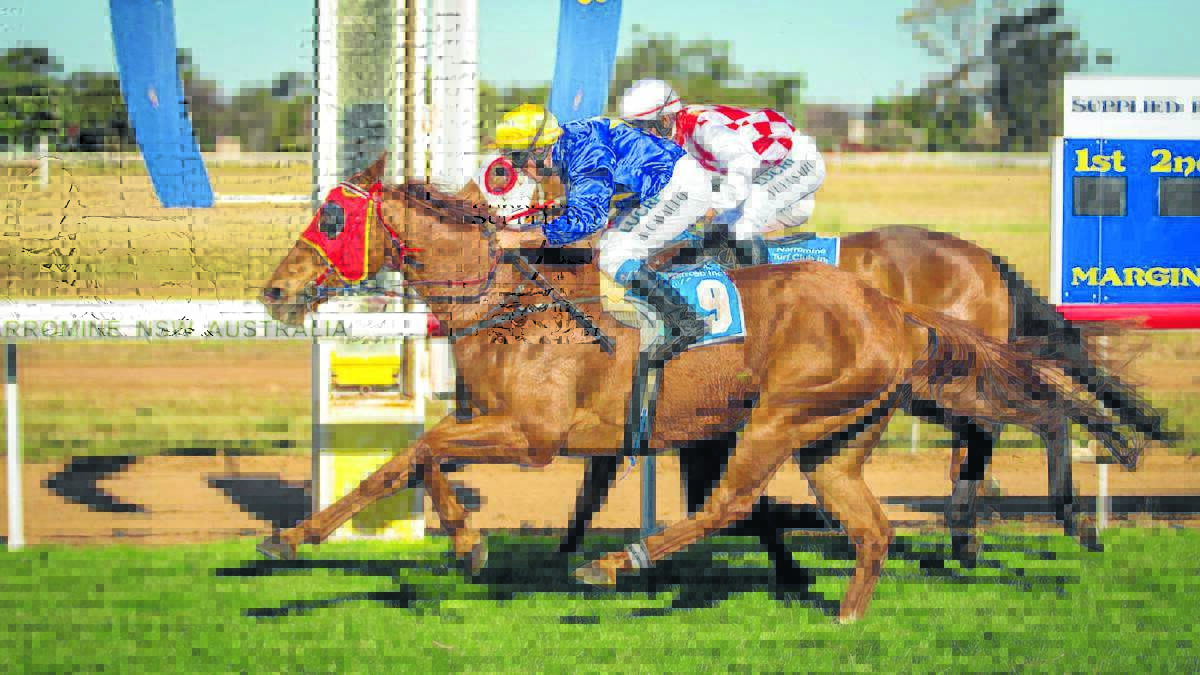 BY A HEAD: Foreign News (outside) just nabs Superbad to win the Dandy Cup (1300m) at Narromine on Saturday. Photo: JANIAN McMILLAN (www.racingphotography.com.au)