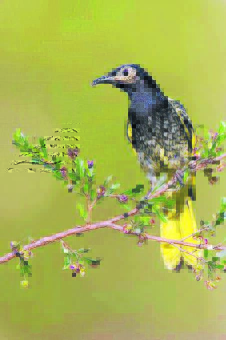 The Capertee Valley is considered a key breeding area for the rare Regent Honeyeater (above). Photo by Dean Ingwersen