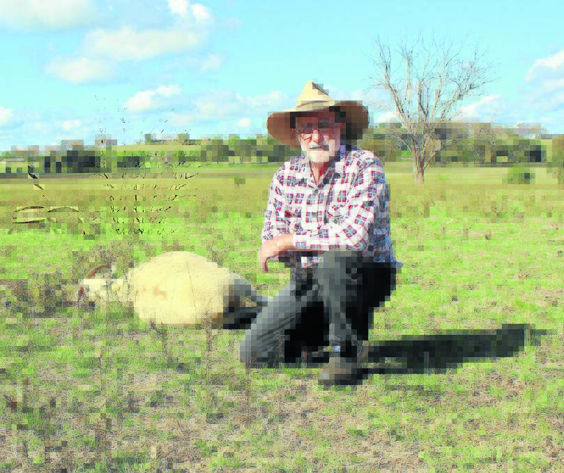 INCOME LOST: Gulgong's John Hetherington beside one of his deceased sheep yesterday after a dog attack. 
PHOTO: DARREN SNYDER 150115/ds dog attack/5711