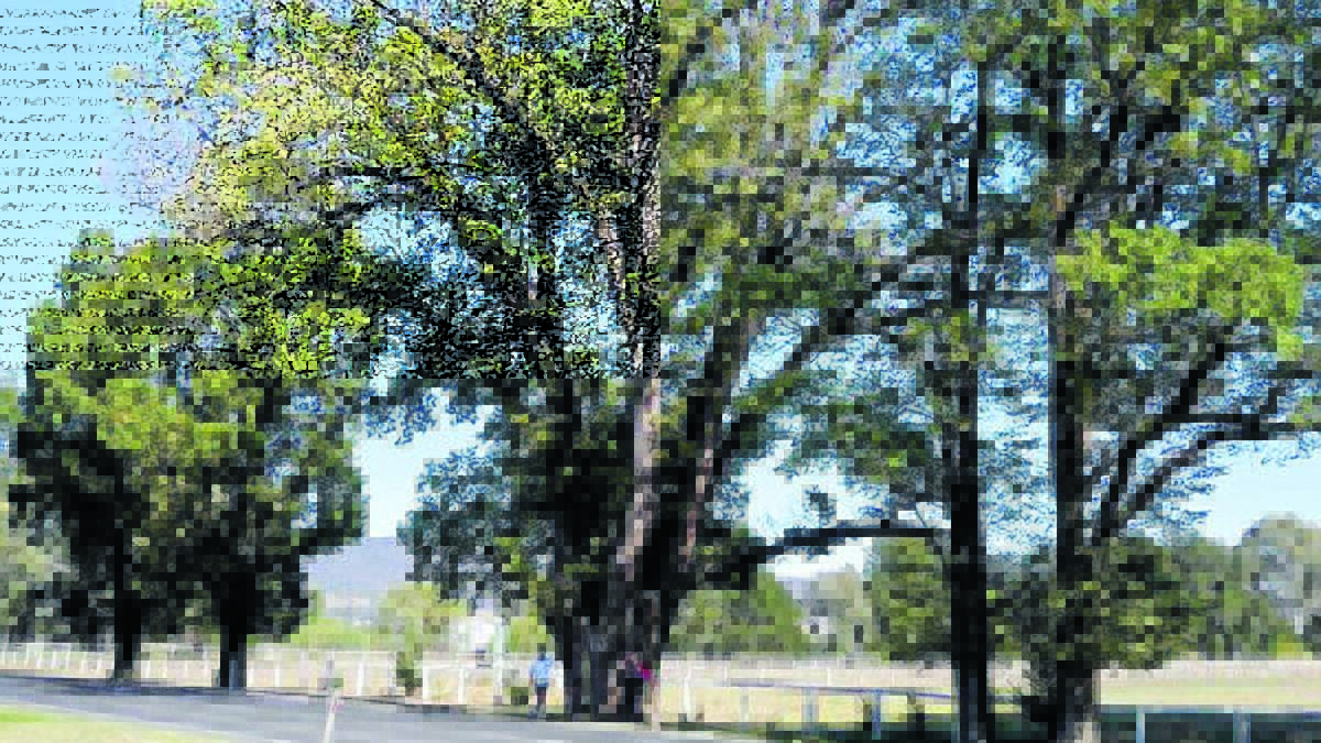 Australia’s biggest elm, with a circumference of 6.22 metres and a height of 26 metres. 