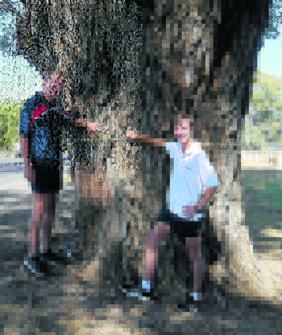 D’Arcy and Conor Needham helped measure Australia’s biggest English Elm on Ulan Road. 
