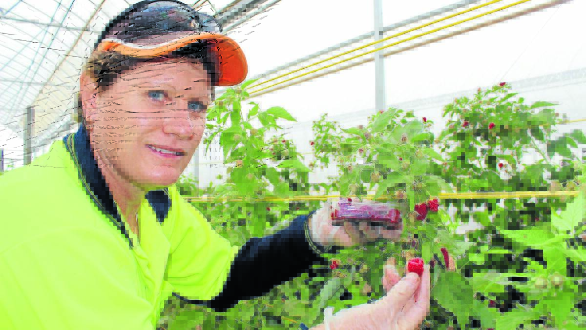 FIRST HARVEST: Leanne Stewart picks from one of 10,000 raspberry plants at Elliot Rocke Estate on Wednesday. 
PHOTO BY DARREN SNYDER