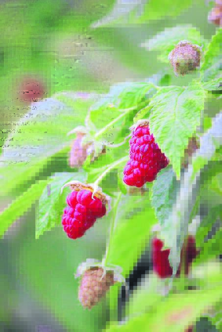 PICK OF BUNCH: Elliot Rocke Estate’s first raspberries are being picked from plants in stage one of a new seven hectare development. PHOTO BY DARREN SNYDER