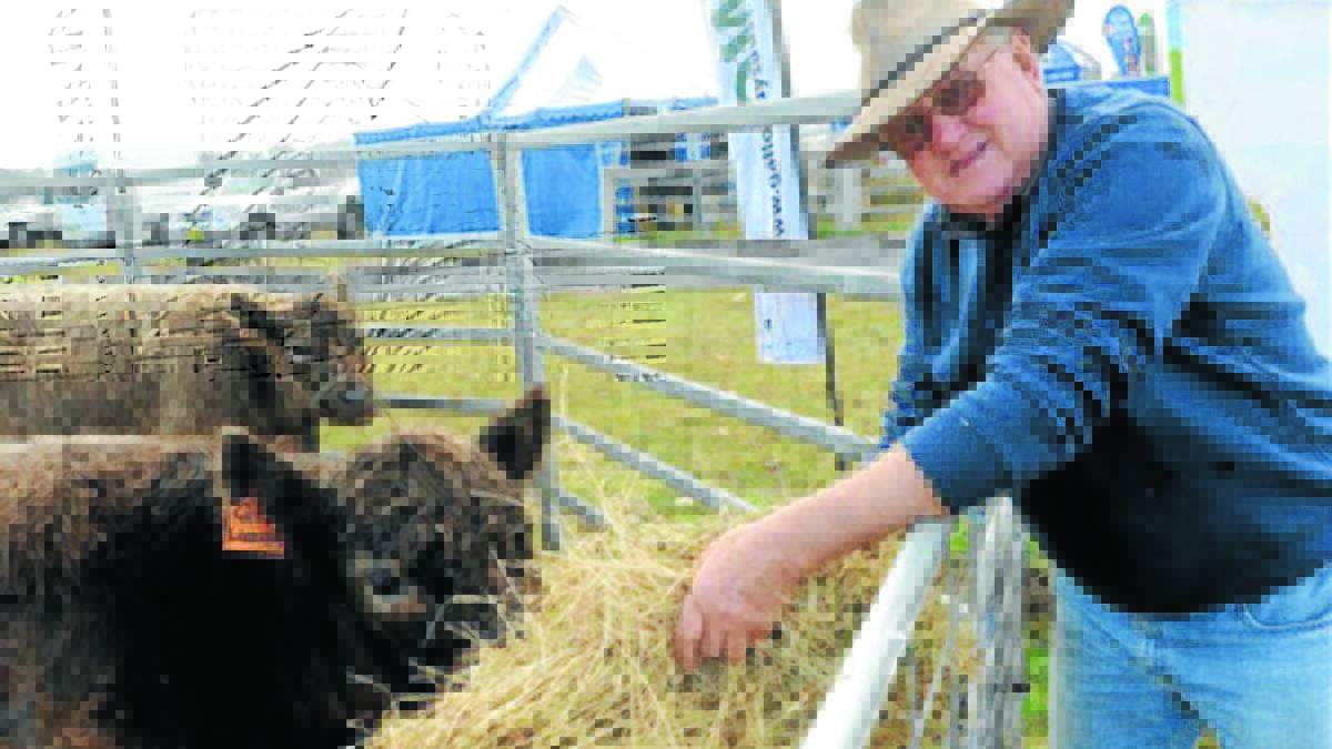 Mudgee cattle breeder Peter Wakeling was awarded top honours in the Galloway cattle category at the Royal Easter Show earlier this week. Mr Wakeling is pictured feeding some of his Galloway cattle at the 2013 Mudgee Small Farm Field Days.