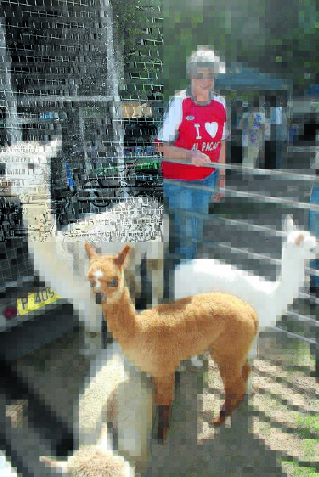 I LOVE ALPACAS: Wendy Williams at the Rylstone Markets with a pen of five and six weeks old alpacas.