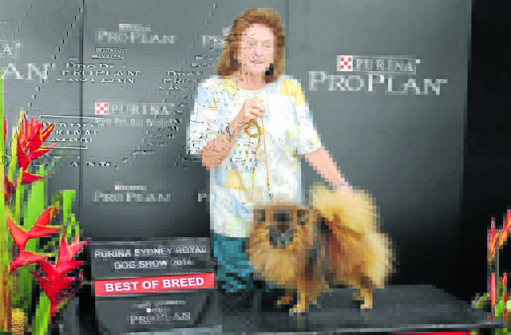Lynne Wilson with her Best in Breed (German Spitz) Diamondpark Ark Royal, at the Royal Easter Show. Photo by Rosemary Gallaher – RAS