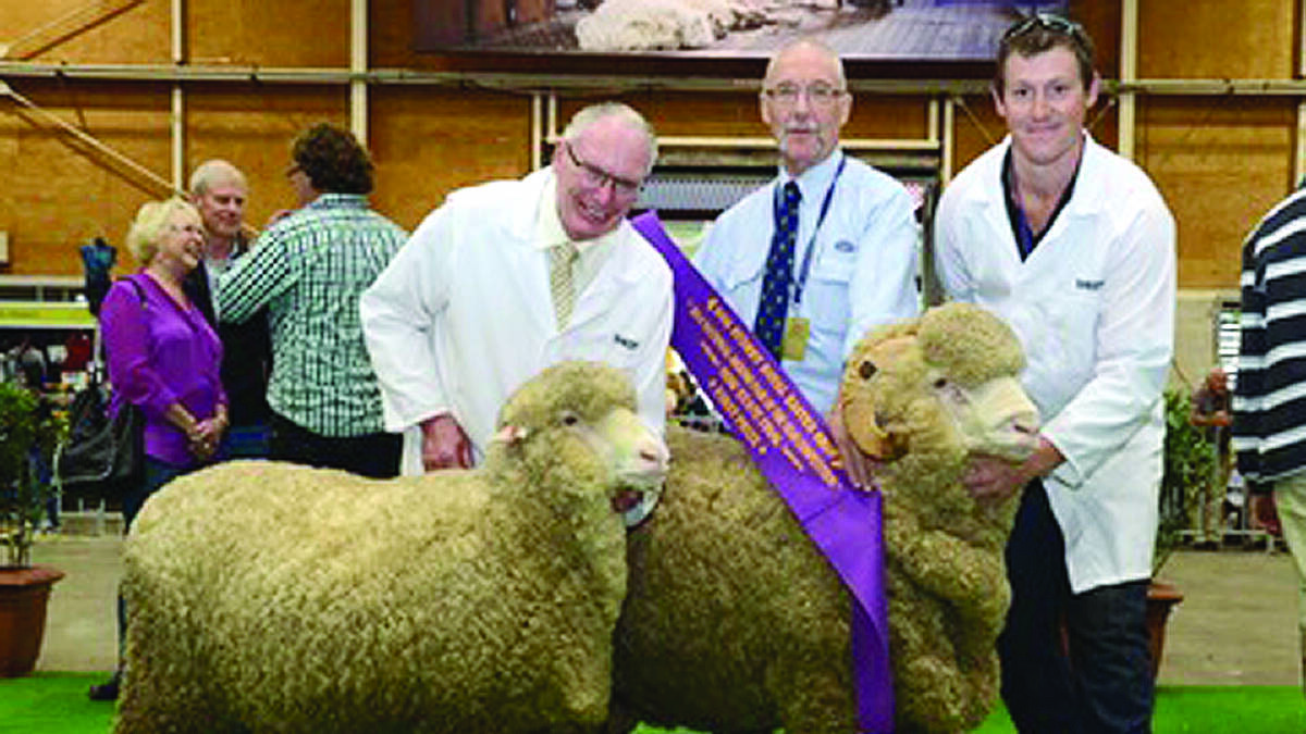 Grathlyn Merino Stud had one of their best Royal Easter Shows in years, winning seven grand champion and reserve champion titles. Pictured are Max Rayner from Grathlyn with John Della and John Gray with the NSW Merino Pair (August shorn).