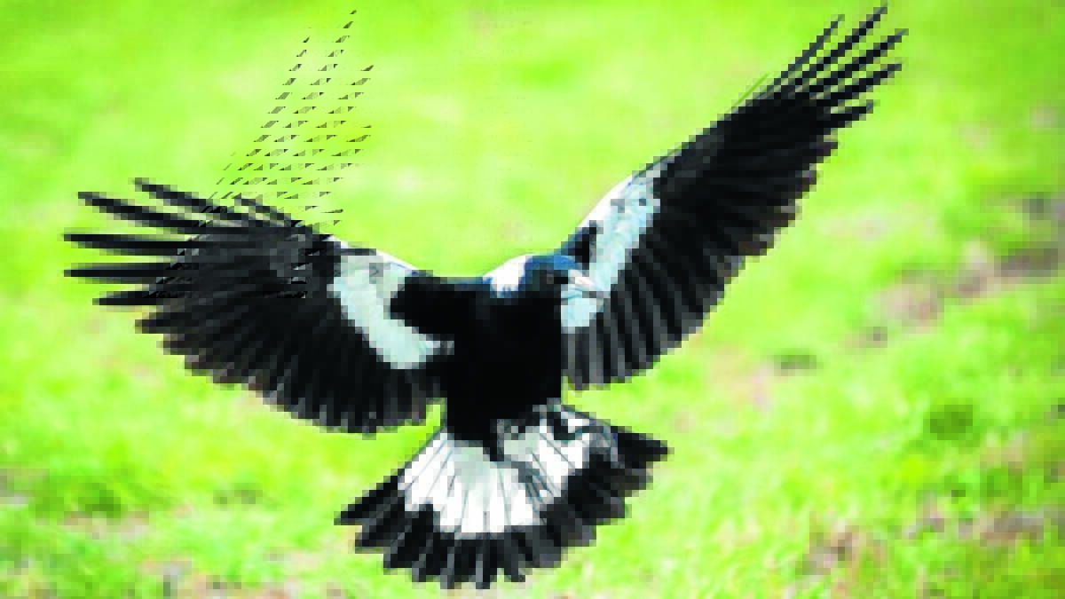 Magpies have started swooping season early in the Mid-Western region.