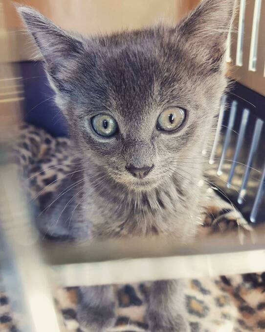 Many of the kittens and cats at Itty Bitty Kitty need help after being abandoned or rescued.