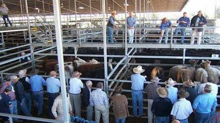Mudgee cattle sales cancelled