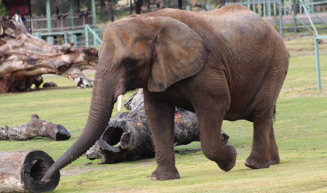Cuddles the elephant. Photo: Taronga Western Plains Zoo