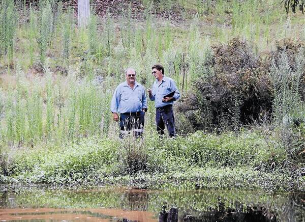 Mid-Western Regional Council noxious weeds officers Noel Ramien and Vince Forgione discuss the inspection and mapping of the alligator weed infestation in the Mudgee area. Alligator weed is visible in the foreground. 